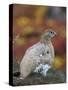 Rock Ptarmigan (Lagopus muta) in autumnal Tundra in the north west of Greenland. Greenland-Martin Zwick-Stretched Canvas