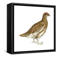 Rock Ptarmigan (Lagopus Mutus), Birds-Encyclopaedia Britannica-Framed Stretched Canvas