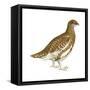 Rock Ptarmigan (Lagopus Mutus), Birds-Encyclopaedia Britannica-Framed Stretched Canvas