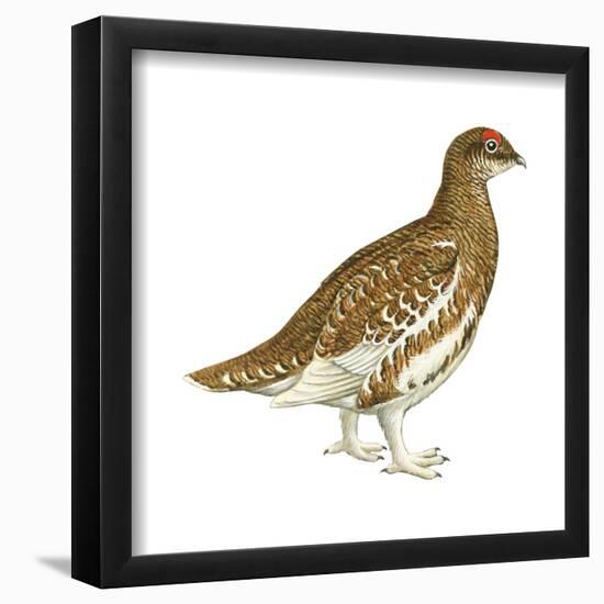 Rock Ptarmigan (Lagopus Mutus), Birds-Encyclopaedia Britannica-Framed Poster