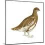 Rock Ptarmigan (Lagopus Mutus), Birds-Encyclopaedia Britannica-Mounted Poster