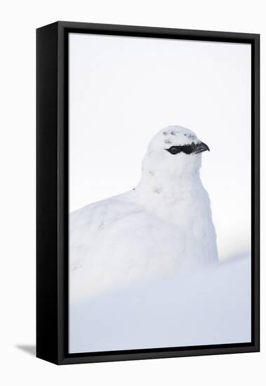 Rock Ptarmigan (Lagopus Mutus) Close-Up Portrait in Winter Plumage, Cairngorms Np, Scotland, UK-Mark Hamblin-Framed Stretched Canvas