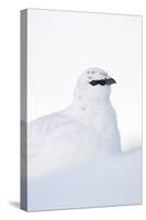 Rock Ptarmigan (Lagopus Mutus) Close-Up Portrait in Winter Plumage, Cairngorms Np, Scotland, UK-Mark Hamblin-Stretched Canvas