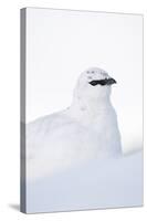 Rock Ptarmigan (Lagopus Mutus) Close-Up Portrait in Winter Plumage, Cairngorms Np, Scotland, UK-Mark Hamblin-Stretched Canvas