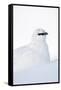 Rock Ptarmigan (Lagopus Mutus) Close-Up Portrait in Winter Plumage, Cairngorms Np, Scotland, UK-Mark Hamblin-Framed Stretched Canvas