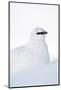 Rock Ptarmigan (Lagopus Mutus) Close-Up Portrait in Winter Plumage, Cairngorms Np, Scotland, UK-Mark Hamblin-Mounted Photographic Print