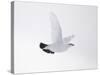 Rock Ptarmigan (Lagopus Mutus) Female in Flight, Winter Plumage, Cairngorms Np, Highland, UK-Peter Cairns-Stretched Canvas