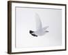 Rock Ptarmigan (Lagopus Mutus) Female in Flight, Winter Plumage, Cairngorms Np, Highland, UK-Peter Cairns-Framed Photographic Print