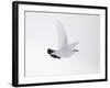 Rock Ptarmigan (Lagopus Mutus) Female in Flight, Winter Plumage, Cairngorms Np, Highland, UK-Peter Cairns-Framed Photographic Print