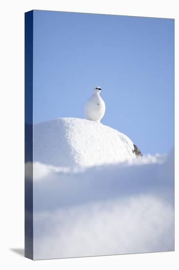 Rock Ptarmigan (Lagopus Mutus) in Winter Plumage, Cairngorms Np, Highlands, Scotland, UK, February-Peter Cairns-Stretched Canvas