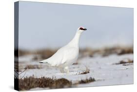 Rock Ptarmigan (Lagopus Mutus) Standing in Snow, Myvatn, Thingeyjarsyslur, Iceland, April 2009-Bergmann-Stretched Canvas