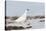 Rock Ptarmigan (Lagopus Mutus) Standing in Snow, Myvatn, Thingeyjarsyslur, Iceland, April 2009-Bergmann-Stretched Canvas