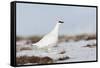 Rock Ptarmigan (Lagopus Mutus) Standing in Snow, Myvatn, Thingeyjarsyslur, Iceland, April 2009-Bergmann-Framed Stretched Canvas