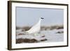 Rock Ptarmigan (Lagopus Mutus) Standing in Snow, Myvatn, Thingeyjarsyslur, Iceland, April 2009-Bergmann-Framed Photographic Print