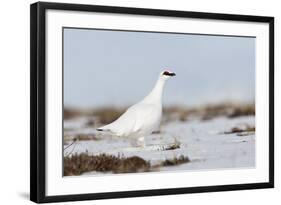 Rock Ptarmigan (Lagopus Mutus) Standing in Snow, Myvatn, Thingeyjarsyslur, Iceland, April 2009-Bergmann-Framed Photographic Print