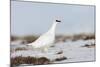 Rock Ptarmigan (Lagopus Mutus) Standing in Snow, Myvatn, Thingeyjarsyslur, Iceland, April 2009-Bergmann-Mounted Photographic Print