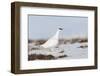 Rock Ptarmigan (Lagopus Mutus) Standing in Snow, Myvatn, Thingeyjarsyslur, Iceland, April 2009-Bergmann-Framed Photographic Print