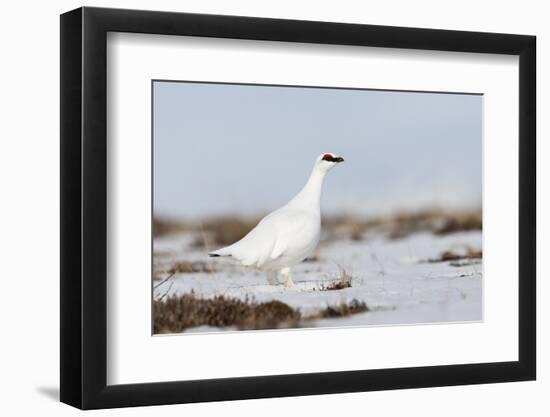 Rock Ptarmigan (Lagopus Mutus) Standing in Snow, Myvatn, Thingeyjarsyslur, Iceland, April 2009-Bergmann-Framed Photographic Print