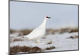 Rock Ptarmigan (Lagopus Mutus) Standing in Snow, Myvatn, Thingeyjarsyslur, Iceland, April 2009-Bergmann-Mounted Photographic Print