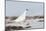 Rock Ptarmigan (Lagopus Mutus) Standing in Snow, Myvatn, Thingeyjarsyslur, Iceland, April 2009-Bergmann-Mounted Photographic Print