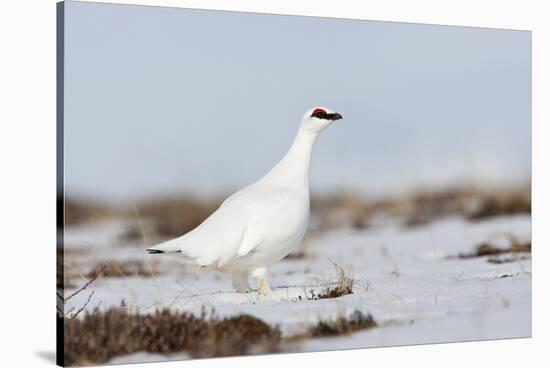 Rock Ptarmigan (Lagopus Mutus) Standing in Snow, Myvatn, Thingeyjarsyslur, Iceland, April 2009-Bergmann-Stretched Canvas