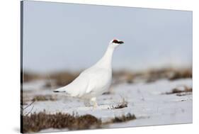 Rock Ptarmigan (Lagopus Mutus) Standing in Snow, Myvatn, Thingeyjarsyslur, Iceland, April 2009-Bergmann-Stretched Canvas