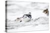 Rock Ptarmigan Male in Snow-null-Stretched Canvas