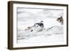 Rock Ptarmigan Male in Snow-null-Framed Photographic Print