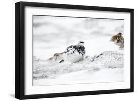 Rock Ptarmigan Male in Snow-null-Framed Photographic Print