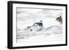 Rock Ptarmigan Male in Snow-null-Framed Photographic Print