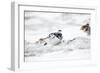 Rock Ptarmigan Male in Snow-null-Framed Photographic Print