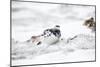 Rock Ptarmigan Male in Snow-null-Mounted Photographic Print