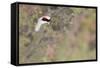 Rock Ptarmigan Male with Eye Visible, Winter Plumage, Cairngorm Mountains, Highland, Scotland, UK-Peter Cairns-Framed Stretched Canvas