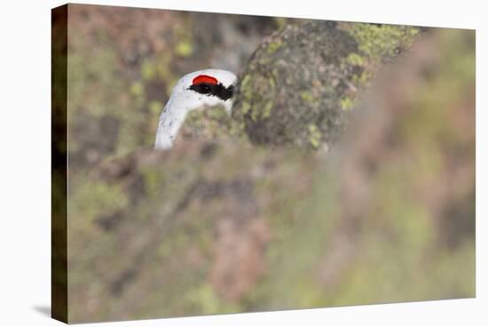 Rock Ptarmigan Male with Eye Visible, Winter Plumage, Cairngorm Mountains, Highland, Scotland, UK-Peter Cairns-Stretched Canvas