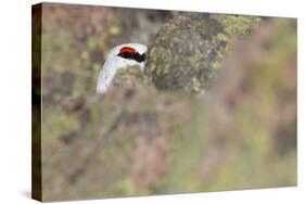 Rock Ptarmigan Male with Eye Visible, Winter Plumage, Cairngorm Mountains, Highland, Scotland, UK-Peter Cairns-Stretched Canvas