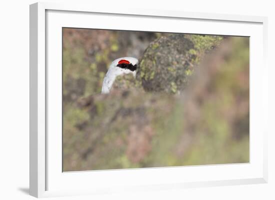 Rock Ptarmigan Male with Eye Visible, Winter Plumage, Cairngorm Mountains, Highland, Scotland, UK-Peter Cairns-Framed Photographic Print