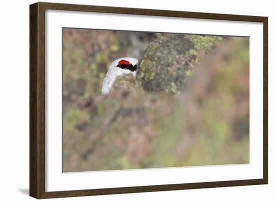 Rock Ptarmigan Male with Eye Visible, Winter Plumage, Cairngorm Mountains, Highland, Scotland, UK-Peter Cairns-Framed Photographic Print