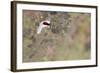 Rock Ptarmigan Male with Eye Visible, Winter Plumage, Cairngorm Mountains, Highland, Scotland, UK-Peter Cairns-Framed Photographic Print