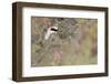 Rock Ptarmigan Male with Eye Visible, Winter Plumage, Cairngorm Mountains, Highland, Scotland, UK-Peter Cairns-Framed Photographic Print