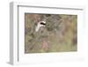 Rock Ptarmigan Male with Eye Visible, Winter Plumage, Cairngorm Mountains, Highland, Scotland, UK-Peter Cairns-Framed Photographic Print