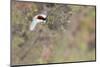 Rock Ptarmigan Male with Eye Visible, Winter Plumage, Cairngorm Mountains, Highland, Scotland, UK-Peter Cairns-Mounted Photographic Print