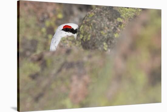 Rock Ptarmigan Male with Eye Visible, Winter Plumage, Cairngorm Mountains, Highland, Scotland, UK-Peter Cairns-Stretched Canvas