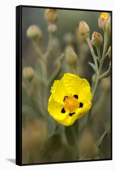 Rock Rose {Cistus} Almograve, Natural Park of South West Alentejano and Costa Vicentina, Portugal-Quinta-Framed Stretched Canvas