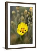 Rock Rose {Cistus} Almograve, Natural Park of South West Alentejano and Costa Vicentina, Portugal-Quinta-Framed Photographic Print