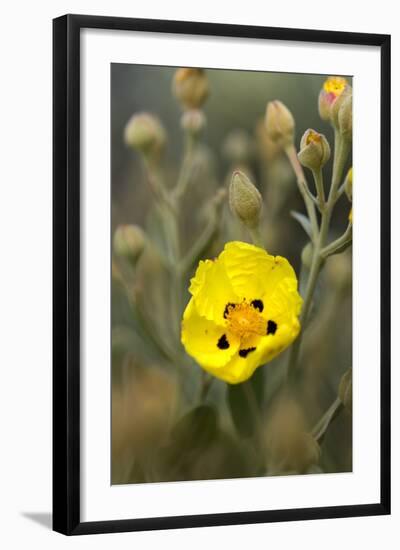 Rock Rose {Cistus} Almograve, Natural Park of South West Alentejano and Costa Vicentina, Portugal-Quinta-Framed Photographic Print