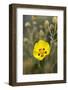 Rock Rose {Cistus} Almograve, Natural Park of South West Alentejano and Costa Vicentina, Portugal-Quinta-Framed Photographic Print