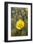 Rock Rose {Cistus} Almograve, Natural Park of South West Alentejano and Costa Vicentina, Portugal-Quinta-Framed Photographic Print