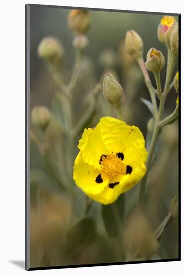Rock Rose {Cistus} Almograve, Natural Park of South West Alentejano and Costa Vicentina, Portugal-Quinta-Mounted Photographic Print