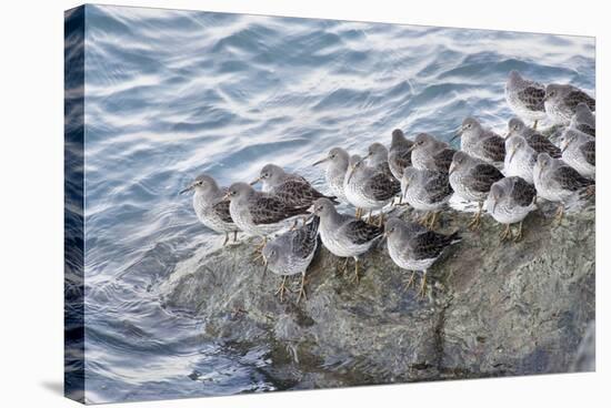 Rock Sandpipers-Hal Beral-Stretched Canvas