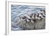 Rock Sandpipers-Hal Beral-Framed Photographic Print